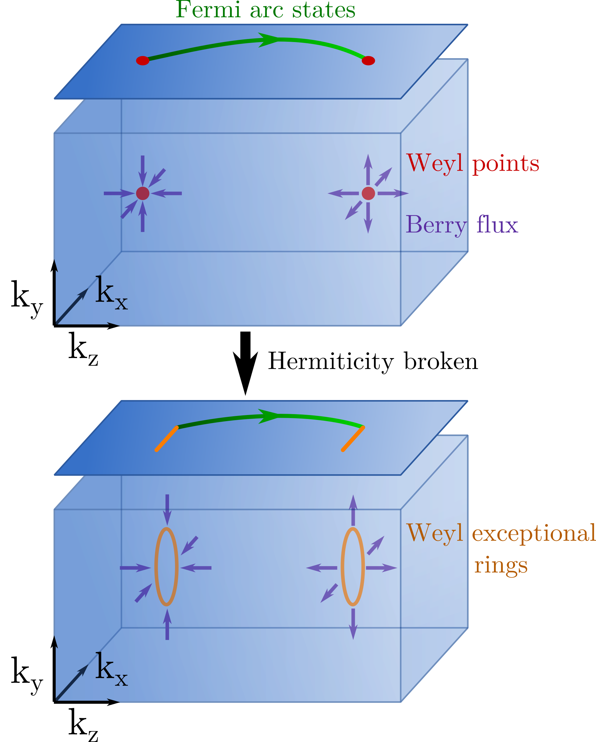Formation of Weyl exceptional rings.